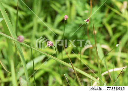 ノビル(野蒜)のむかご(零余子) ノビル(野蒜)のむかご(零余子) 77838916