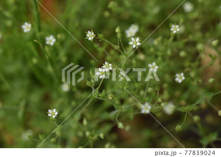 ノミノツヅリ(蚤の綴り) ノミノツヅリ(蚤の綴り) 77839024