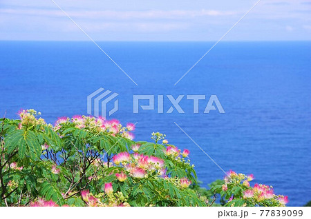 ネムノキと青い海 77839099