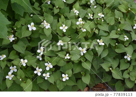 どくだみの花 77839113