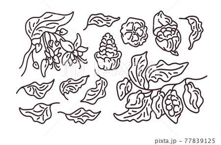 Cocoa abstract set. Vector art line symbol. 77839125
