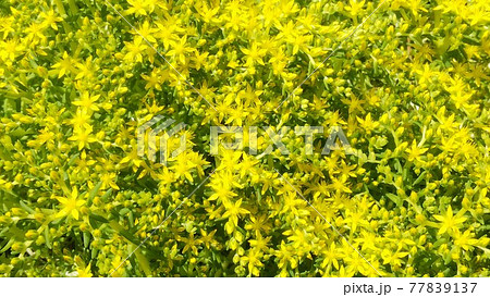 黄色い花が咲いたメキシコマンネングサ 77839137