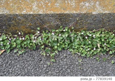 ツタバウンラン(蔦葉海蘭)の花 ツタバウンラン(蔦葉海蘭)の花 77839140