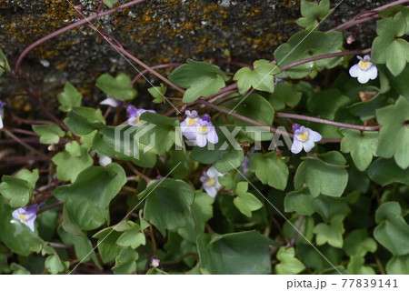 ツタバウンラン(蔦葉海蘭)の花 ツタバウンラン(蔦葉海蘭)の花 77839141