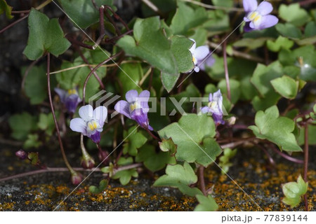 ツタバウンラン(蔦葉海蘭)の花 ツタバウンラン(蔦葉海蘭)の花 77839144