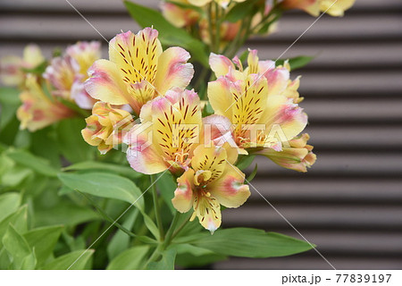 アストロメリア 百合水仙 の写真素材