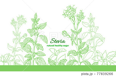 Stevia plant. Vector branch, leaf, flower. Health diabetic diet. Fresh herb sugar 77839266