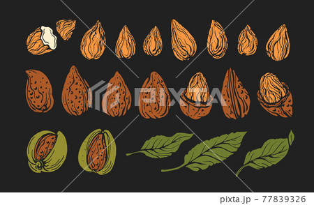 Almond. Vector natural nut. Color set 77839326