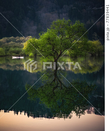 白川ダム湖の絶景 白川ダム湖の絶景 77839441