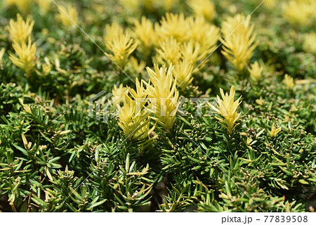 黄金キャラボク玉　球状 黄金キャラボク玉 球状