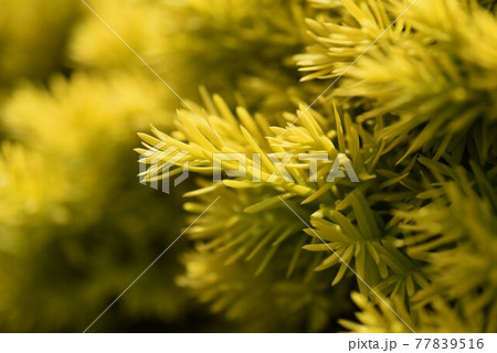 オウゴンキャラボク(黄金伽羅木) オウゴンキャラボク(黄金伽羅木) 77839516