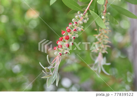 ブラシの木の花 ブラシの木の花 77839522