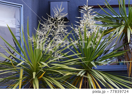 ニオイシュロラン（匂棕櫚蘭）の花 77839724