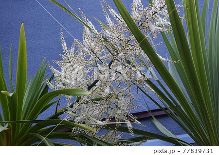 ニオイシュロラン（匂棕櫚蘭）の花 77839731