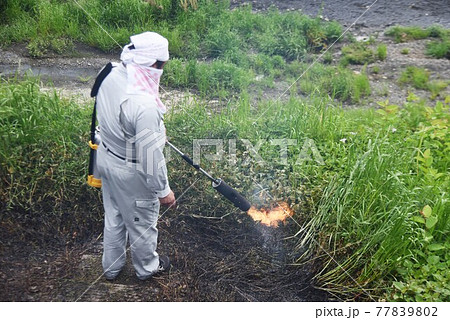 灯油式草焼きバーナーで雑草処理作業 77839802