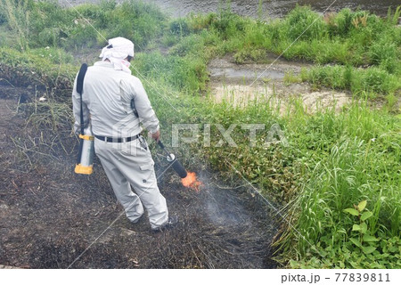 灯油式草焼きバーナーで雑草処理作業 77839811