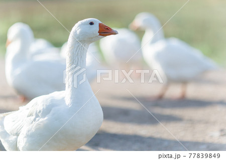 The white goose is grown in the yard The white goose is grown in the yard 77839849