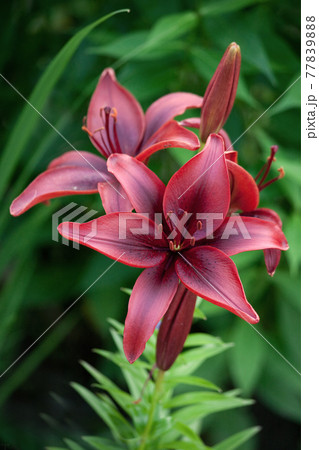 Rich dark red Lilium asiatic flower Rich dark red Lilium asiatic flower 77839888