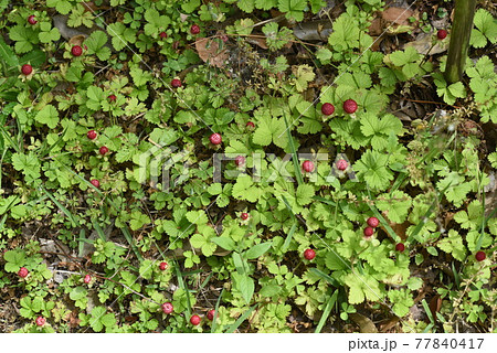 ヘビイチゴ 77840417