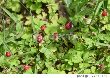 ヘビイチゴ 77840420