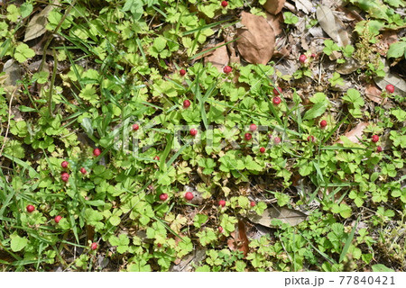 ヘビイチゴ 77840421