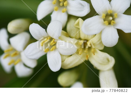 トベラの花 77840822