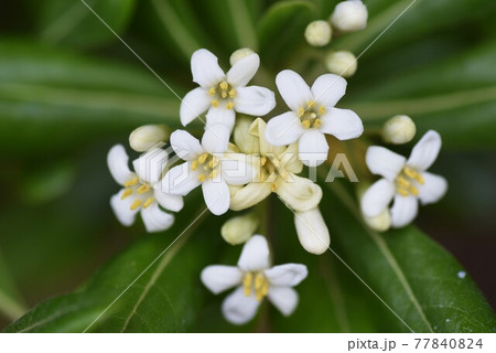 トベラの花 77840824