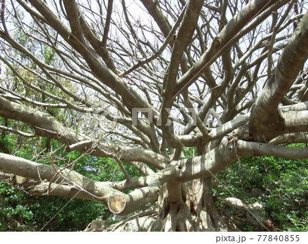 ラピュタのようなアコウの木 ラピュタのようなアコウの木 77840855