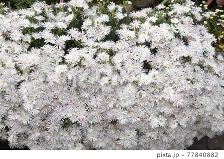 シロバナマツバギク シロバナマツバギク 77840882