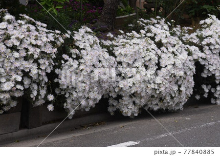 シロバナマツバギク シロバナマツバギク 77840885