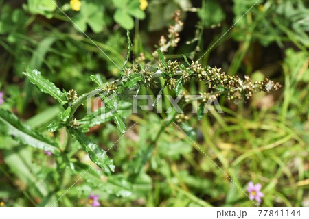 ウラジロチチコグサ 77841144