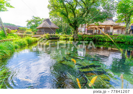 夏の忍野村の風景 【山梨県】 夏の忍野村の風景 【山梨県】 77841207