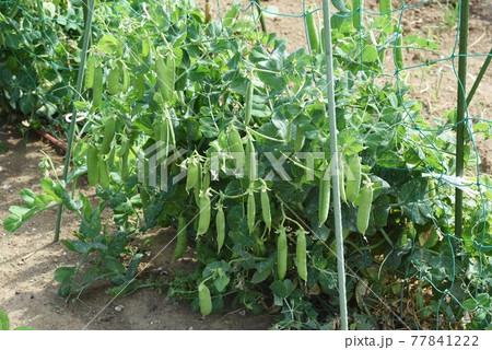絹サヤ栽培・家庭菜園 77841222