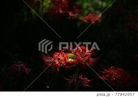 彼岸花 彼岸花 77842057