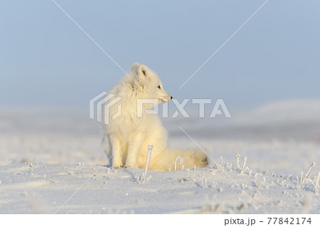 Wild arctic fox (Vulpes Lagopus) in tundra in winter time. Wild arctic fox (Vulpes Lagopus) in tundra in winter time. 77842174