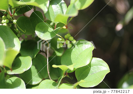 青い、サルトリイバラの実 青い、サルトリイバラの実 77842217