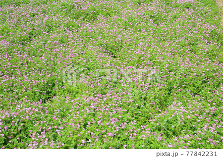 レンゲの花 レンゲの花 77842231