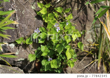 石垣の石の間から生えている、スミレ 77842345