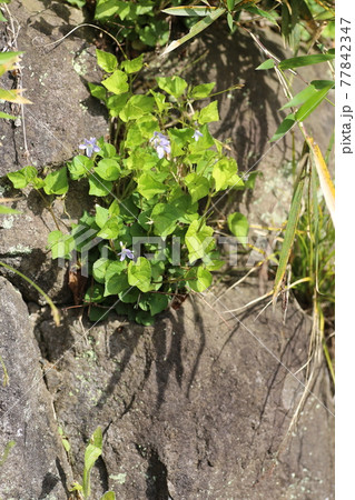 石垣の石の間から生えている、スミレ 石垣の石の間から生えている、スミレ 77842347