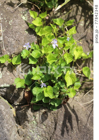 石垣の石の間から生えている、スミレ 石垣の石の間から生えている、スミレ 77842348