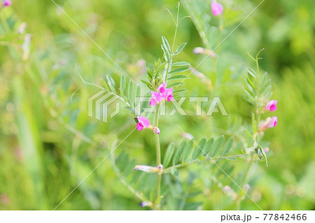 カラスノエンドウの花の写真素材