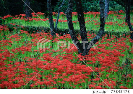 秋の彼岸花群生地　愛媛県松山市窪野 77842478