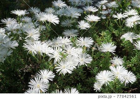 大木の根元に咲く真っ白の花・マツバギク 大木の根元に咲く真っ白の花・マツバギク 77842561