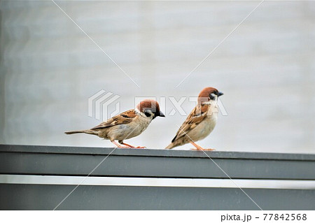 仲の良いツガイの雀 仲の良いツガイの雀 77842568