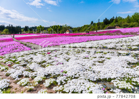 カラフルな芝桜公園 カラフルな芝桜公園 77842708