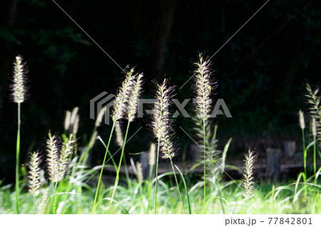 雑草 77842801