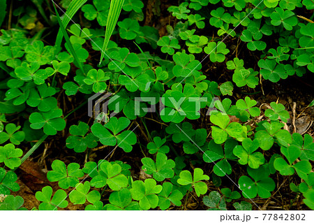 雑草 雑草 77842802