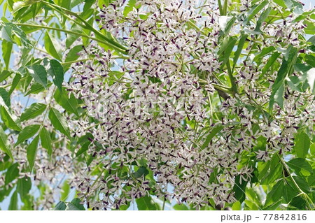 Little purple Chinaberry flower - Stock Photo [77842816] - PIXTA