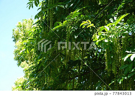 シナサワグルミの長い果穂 シナサワグルミの長い果穂 77843013