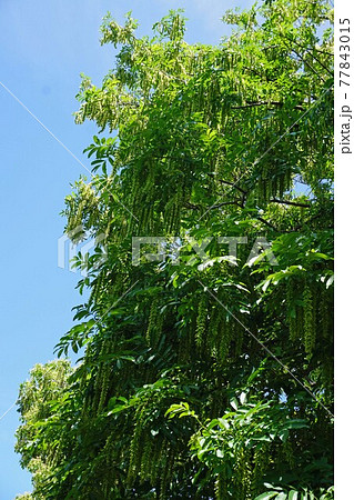 シナサワグルミの長い果穂 シナサワグルミの長い果穂 77843015